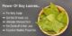 Unlocking the Secrets of Bay Leaves: A Natural Path to Enhanced Health and Wellness