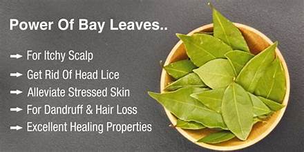 Unlocking the Secrets of Bay Leaves: A Natural Path to Enhanced Health and Wellness