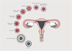 Understanding Short Menstrual Cycles: Causes and Health Implications