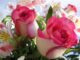 Expressing Love Through Roses: A Guide to Choosing the Perfect Flower for Valentine's Week