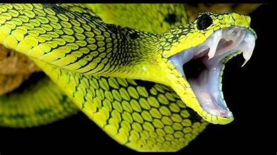 Unveiling Snake Fears: What Scares Snakes the Most?