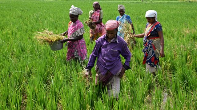 किसान बेटियों का हक: महिला कृषि श्रमिकों का वेतन