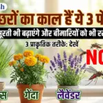 मच्छरों का काल हैं ये 3 पौधे! घर की खूबसूरती भी बढ़ाएंगे और बीमारियों को भी रखेंगे कोसों दूर