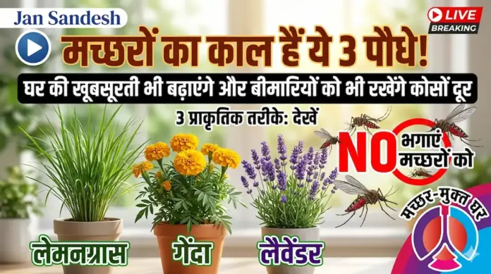 मच्छरों का काल हैं ये 3 पौधे! घर की खूबसूरती भी बढ़ाएंगे और बीमारियों को भी रखेंगे कोसों दूर