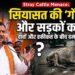 Stray Cattle Menace: सियासत की 'गौमाता' और सड़कों का सच: दावों और हकीकत के बीच दम तोड़ता गोवंश